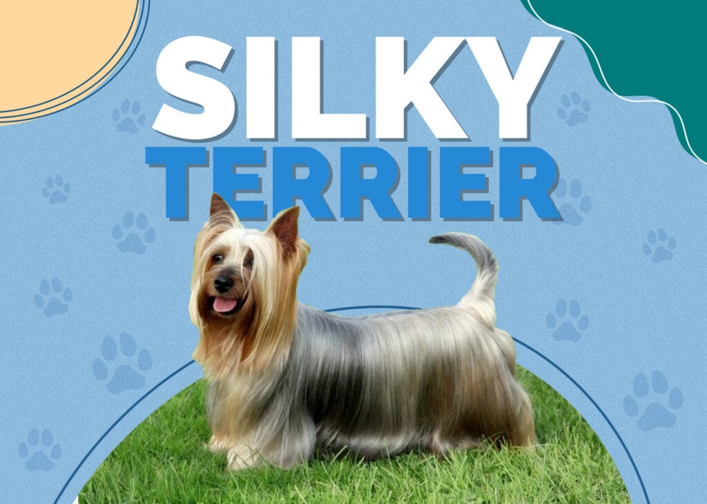 Silky Terrier Dog