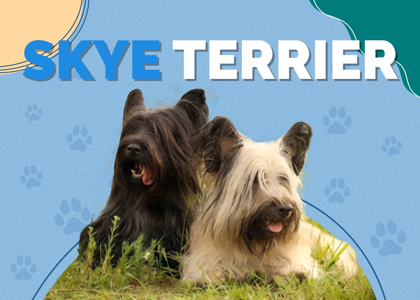 Skye Terrier Dog