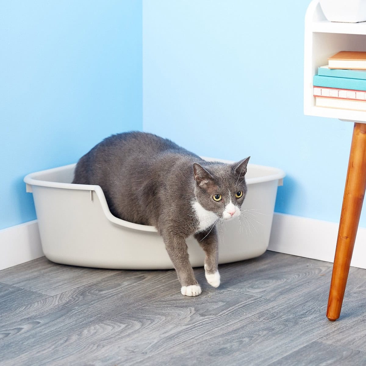 SmartCat Corner Litter Box new
