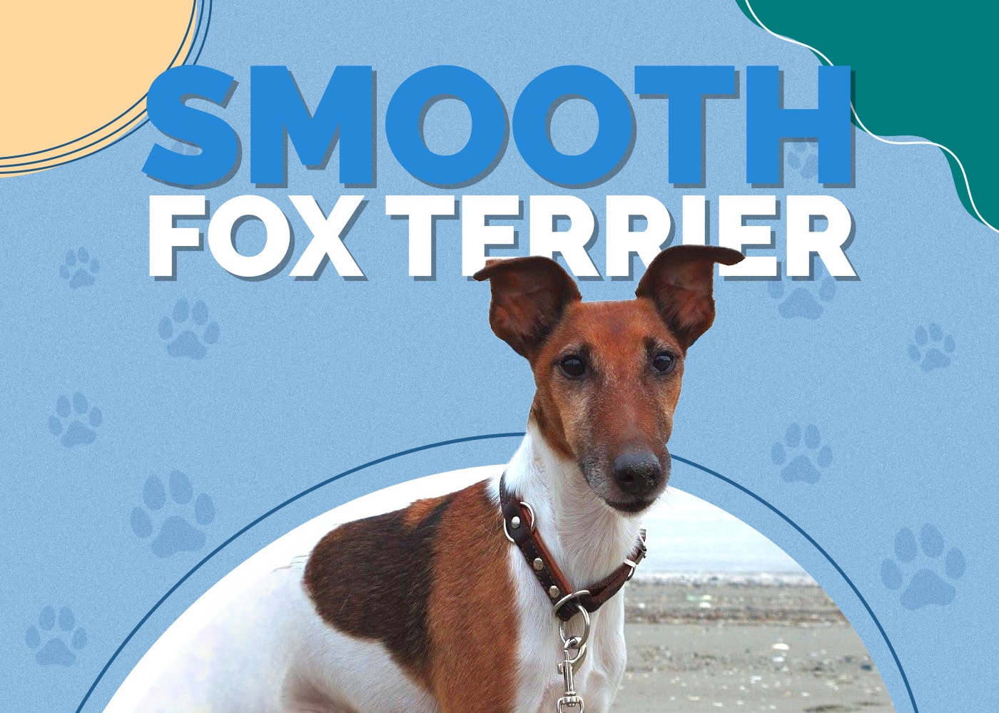 Smooth Fox Terrier