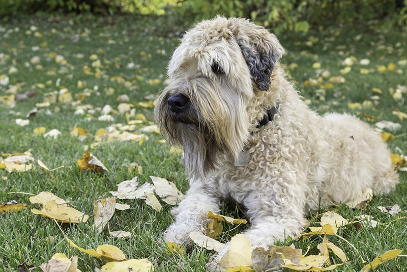 Soft Coated Wheaten Terrier Laying in Grass in Autumn
