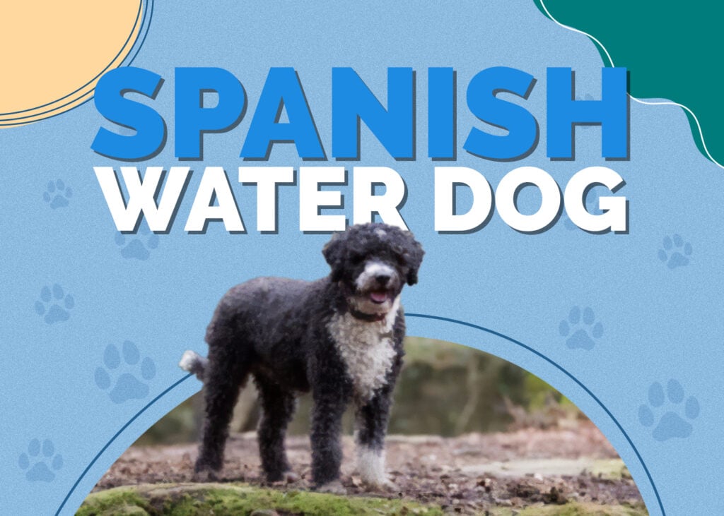 Spanish Water Dog