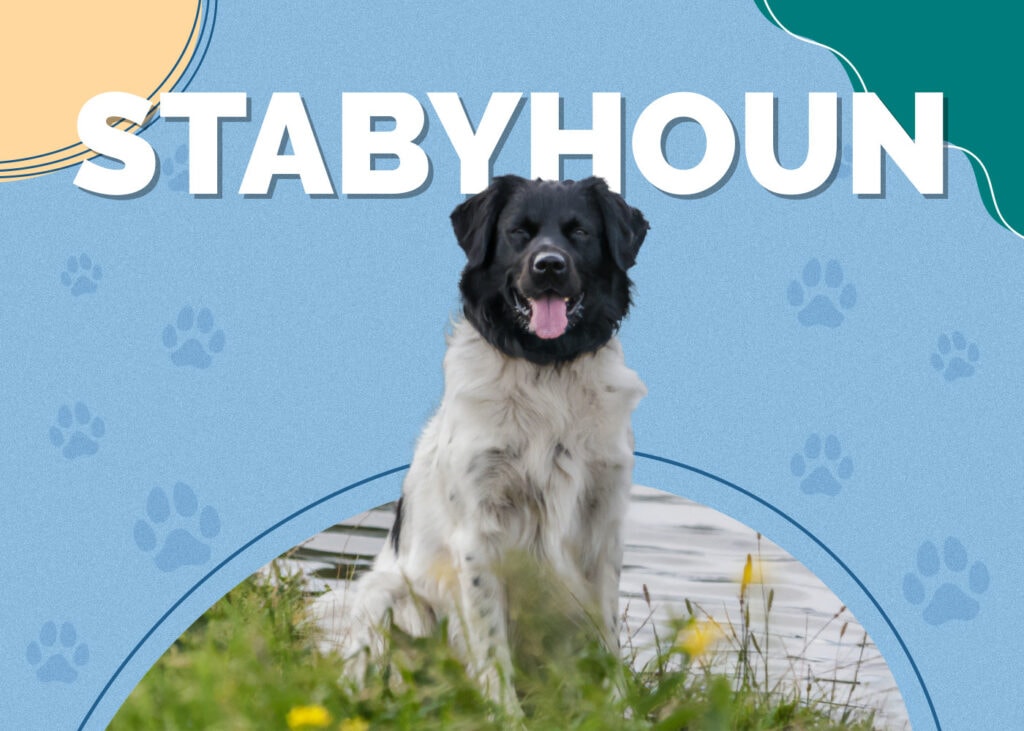 Stabyhoun Dog