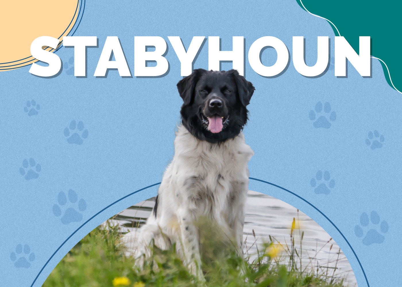 Stabyhoun Dog