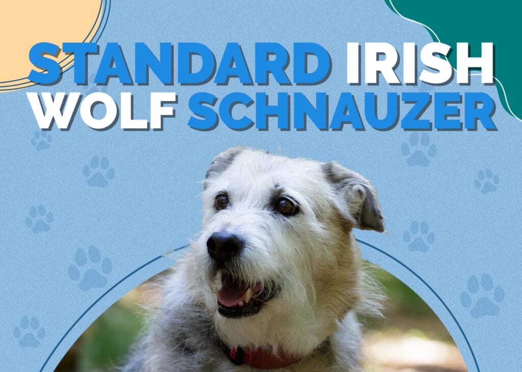 Standard Irish Wolf Schnauzer (Irish Wolfhound & Schnauzer Mix)
