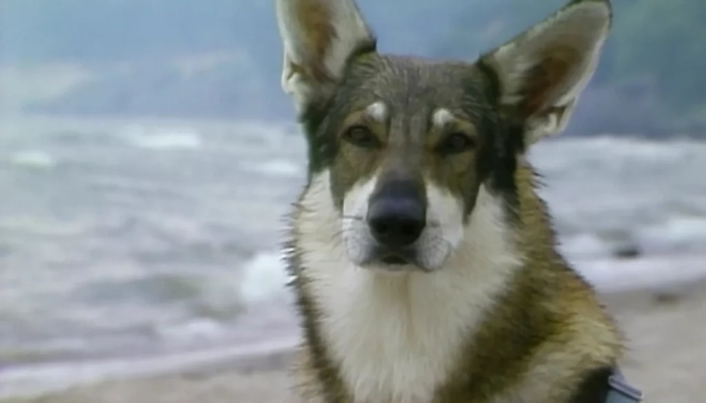 The littlest hobo dog