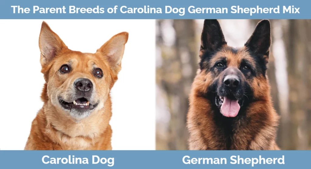 The parent breeds of Carolina Dog German Shepherd Mix