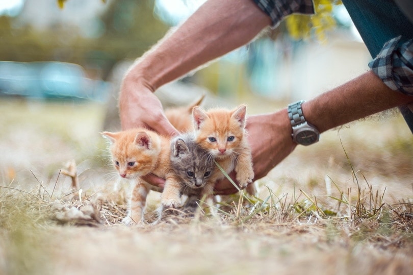 Three kittens being picked up