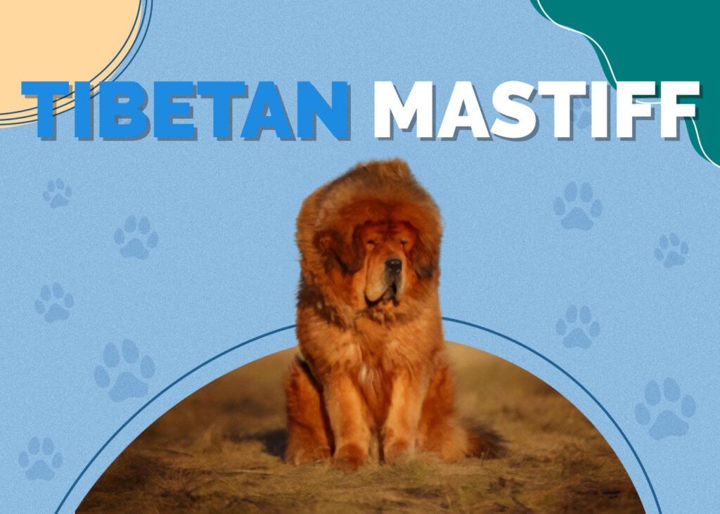 Tibetan Mastiff Dog