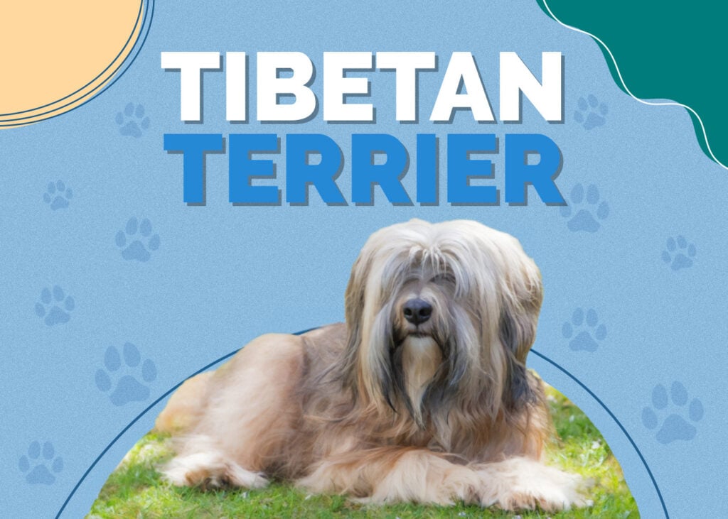 Tibetan Terrier