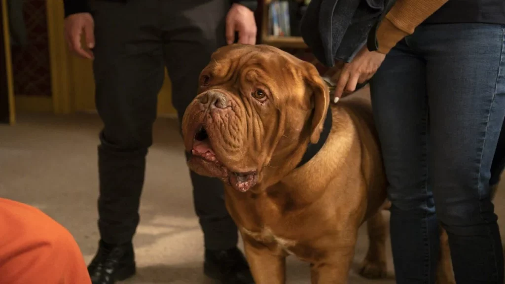 Turner-and-Hooch