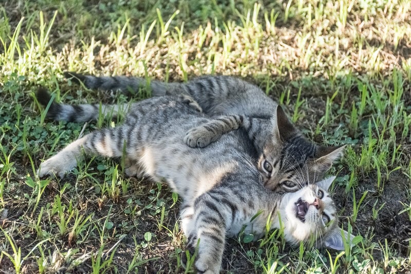 Two cats playing, showing dominance in the grass