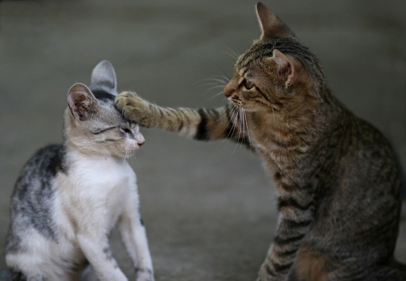 Two cats playing