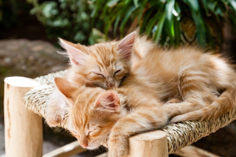 Two kittens sleeping in a chair