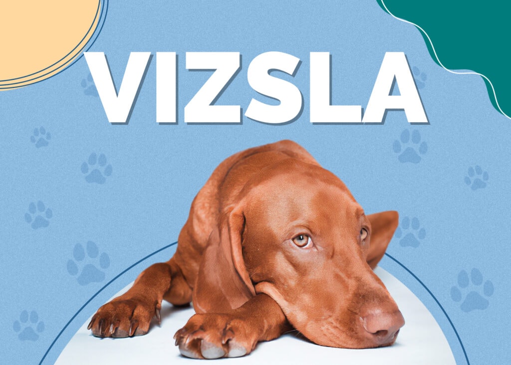 Vizsla