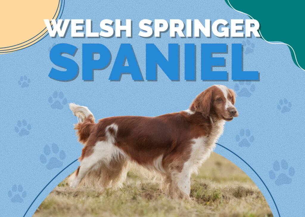 Welsh Springer Spaniel