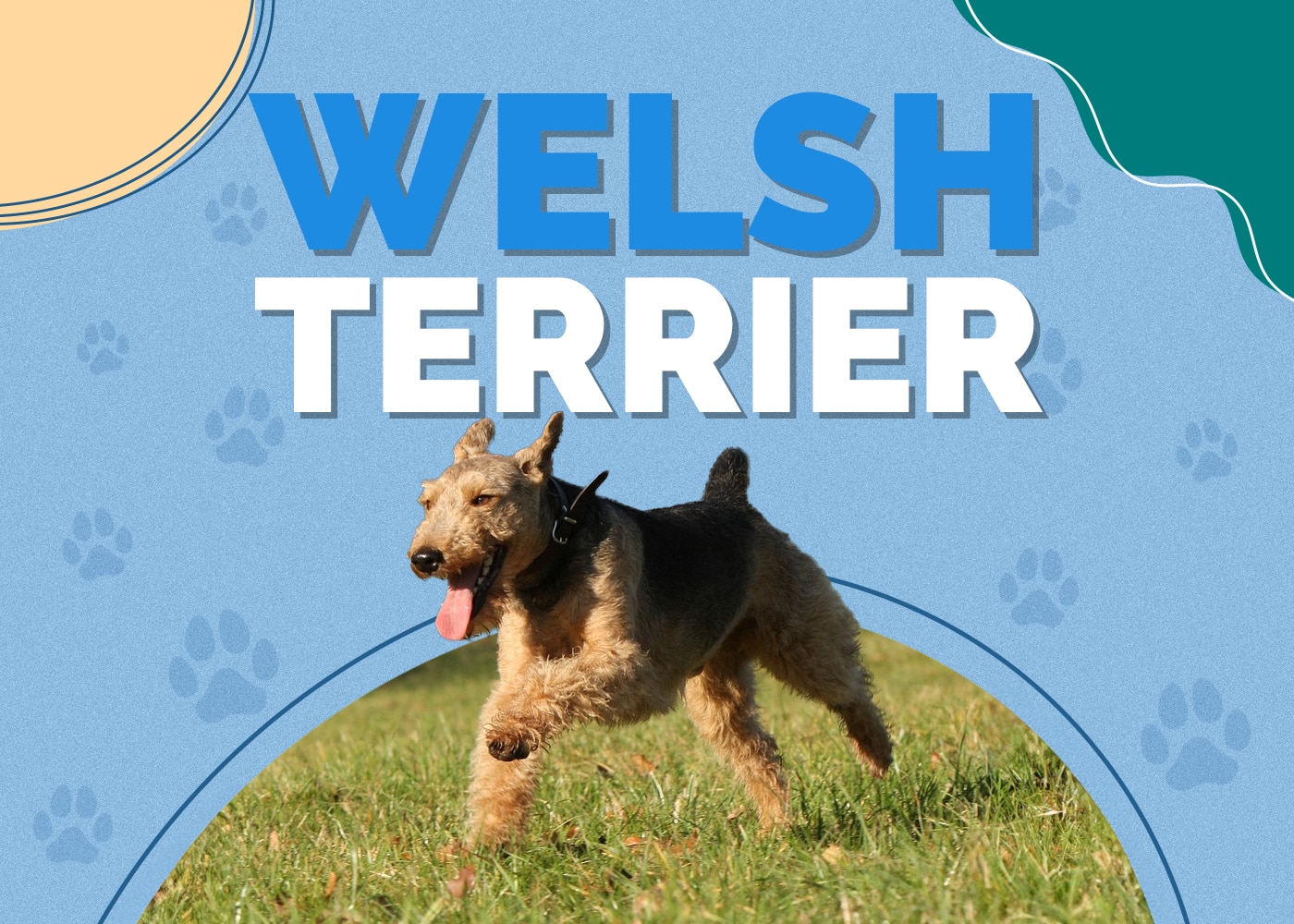 Welsh Terrier Dog