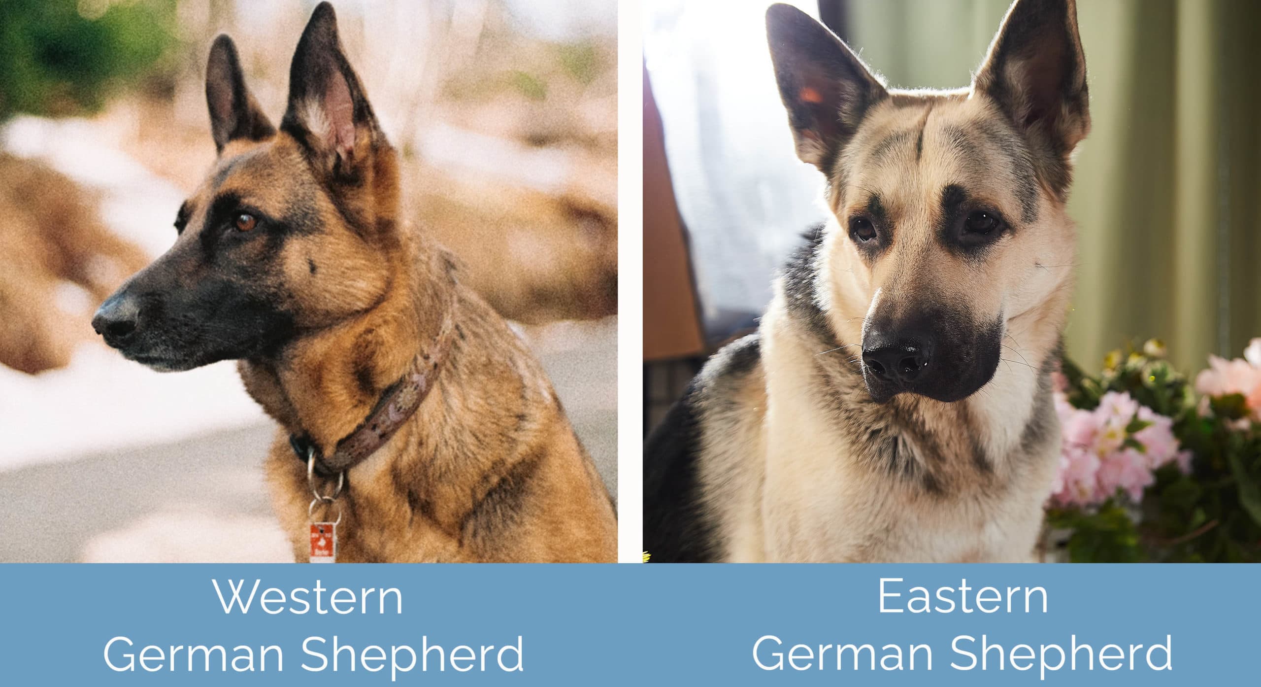 Western vs Eastern German Shepherd side by side