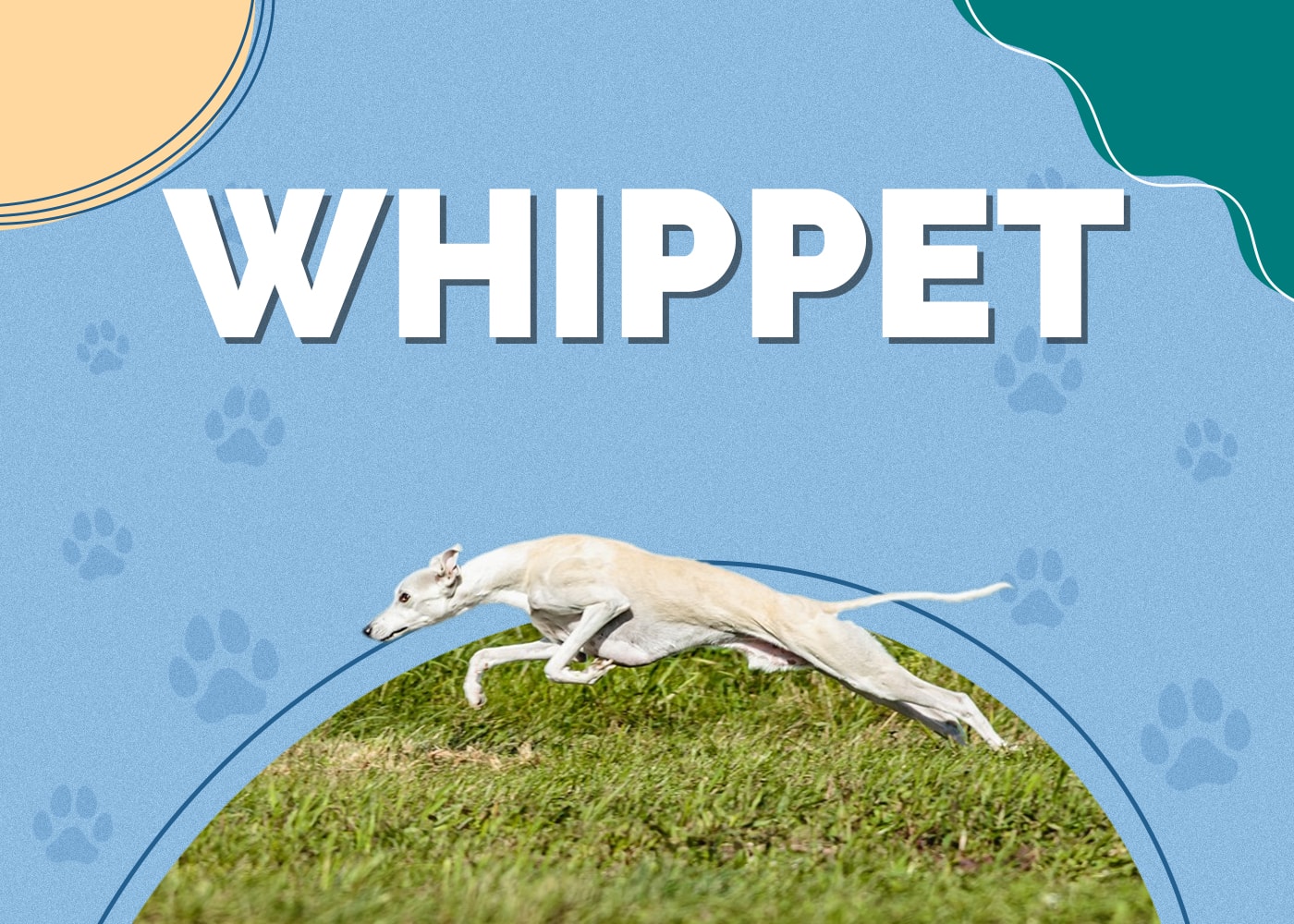 Whippet
