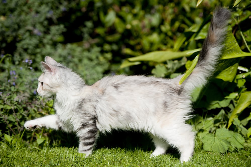 White and gray striped cat in the garden with tail up