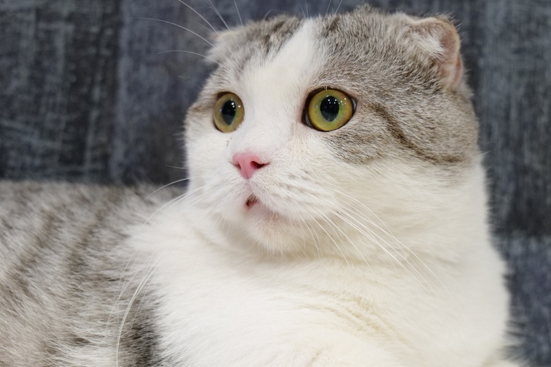 Wide-eyed Scottish munchkin cat