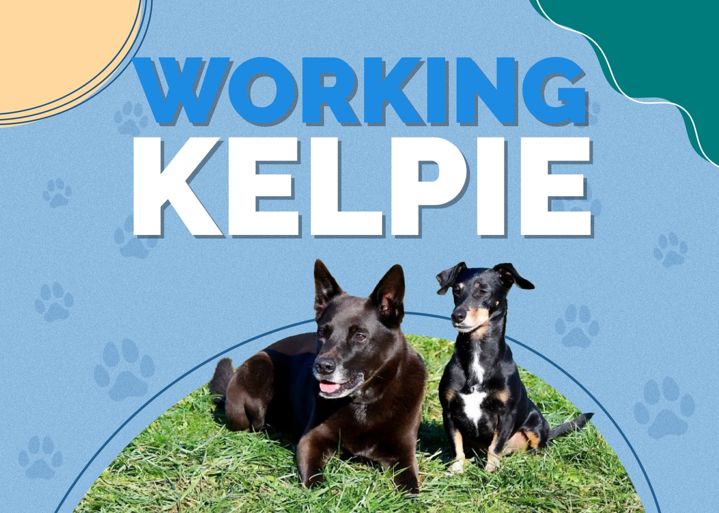 Working Kelpie Dog