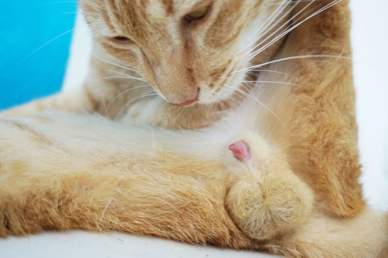 Yellow-cat-licks-his-penis