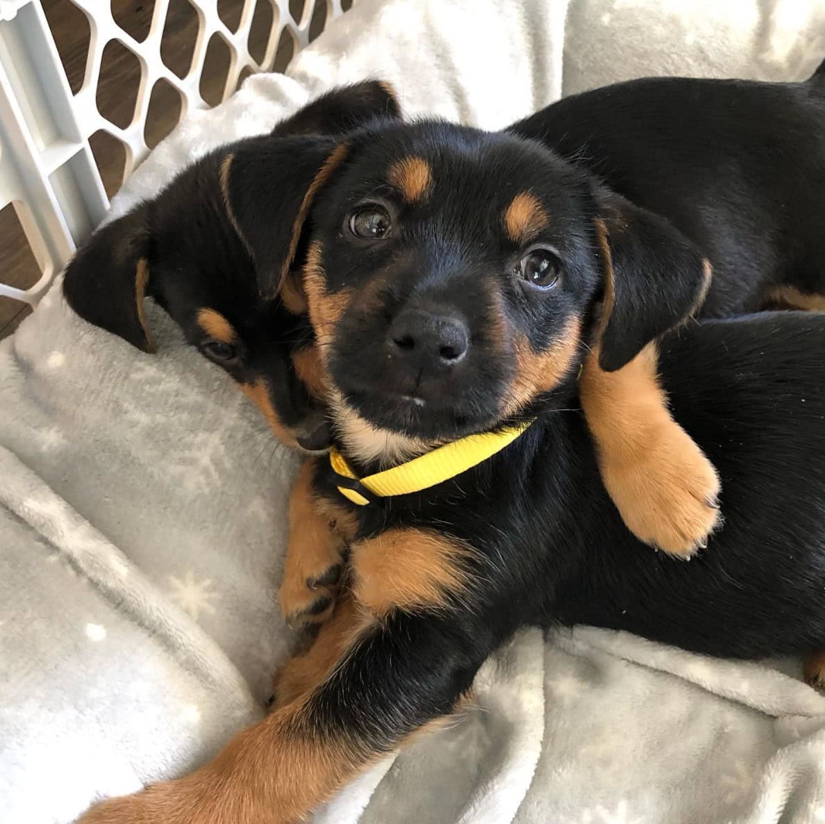Yorkie German Shepherd Puppies in a crib smiling