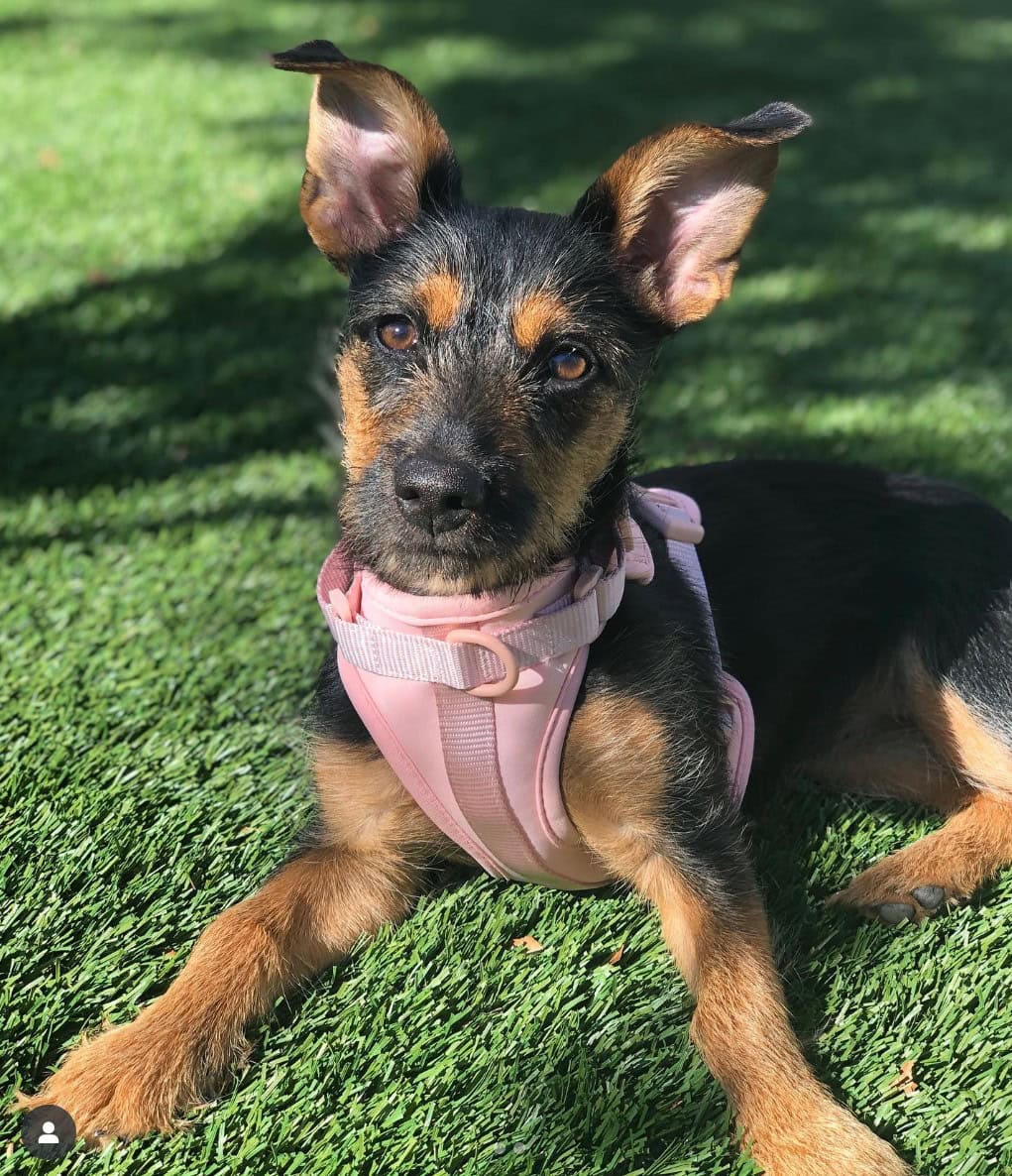 Yorkie German Shepherd in a park with harness on