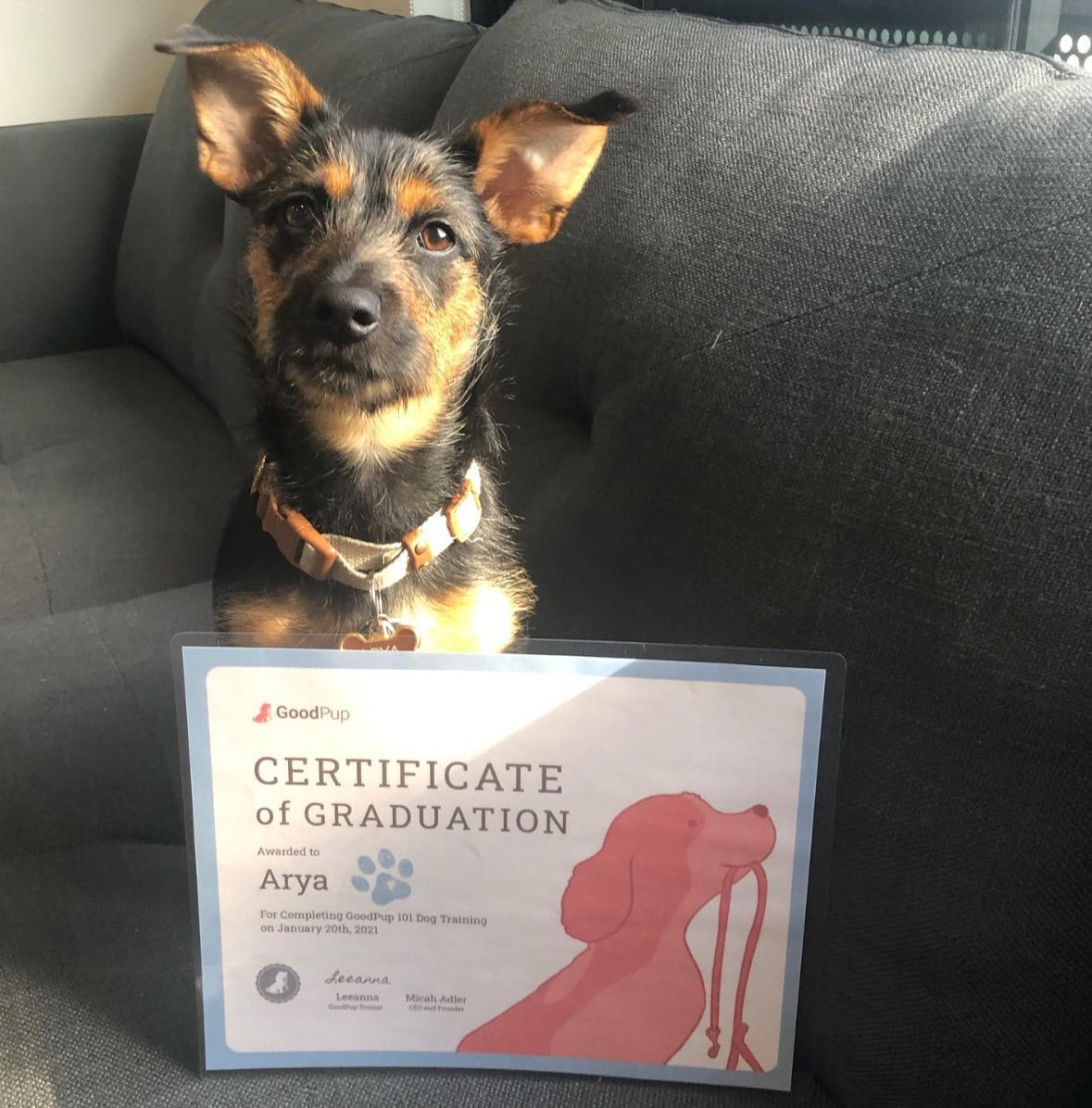 Yorkie German Shepherd on a couch with certificate