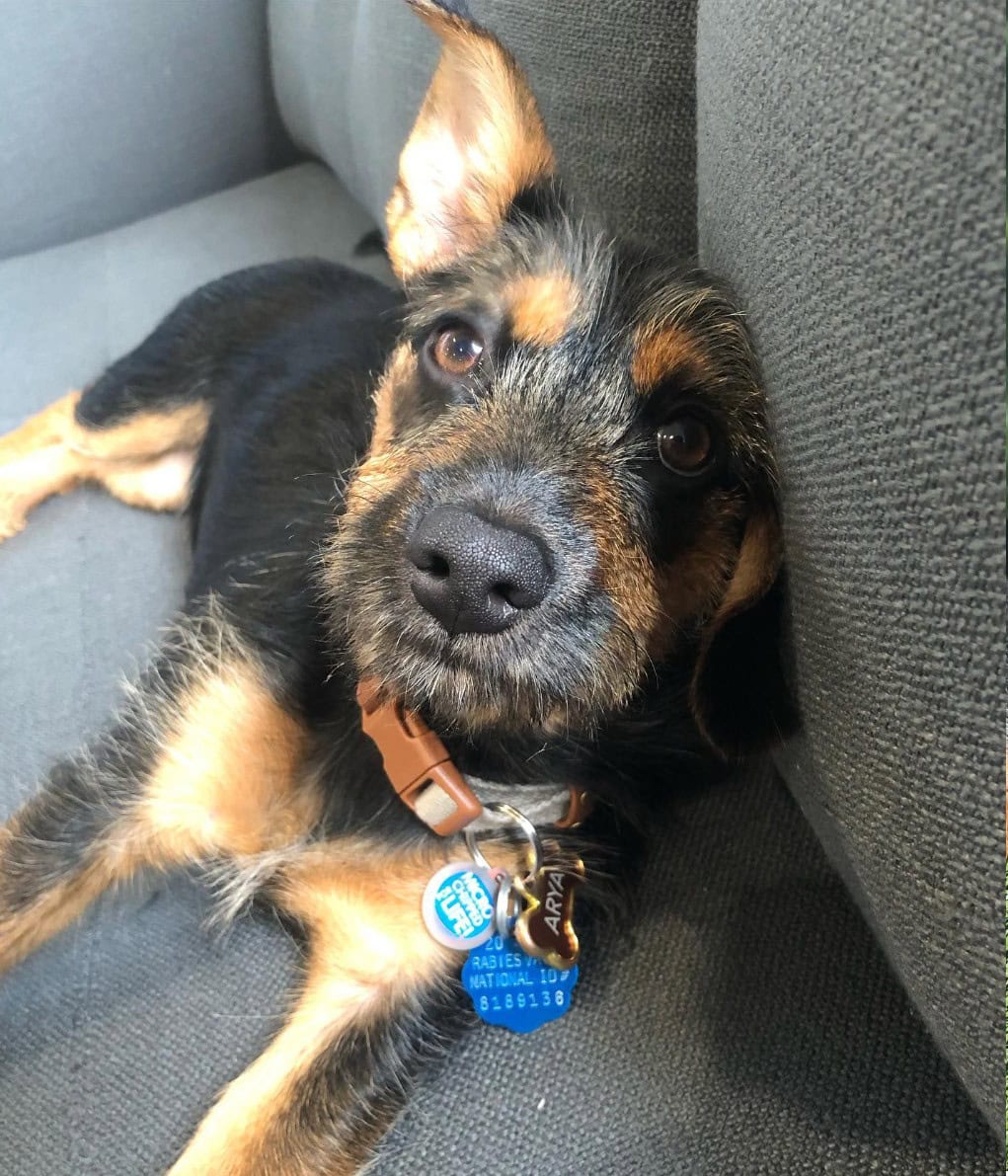 Yorkie German Shepherd on a couch
