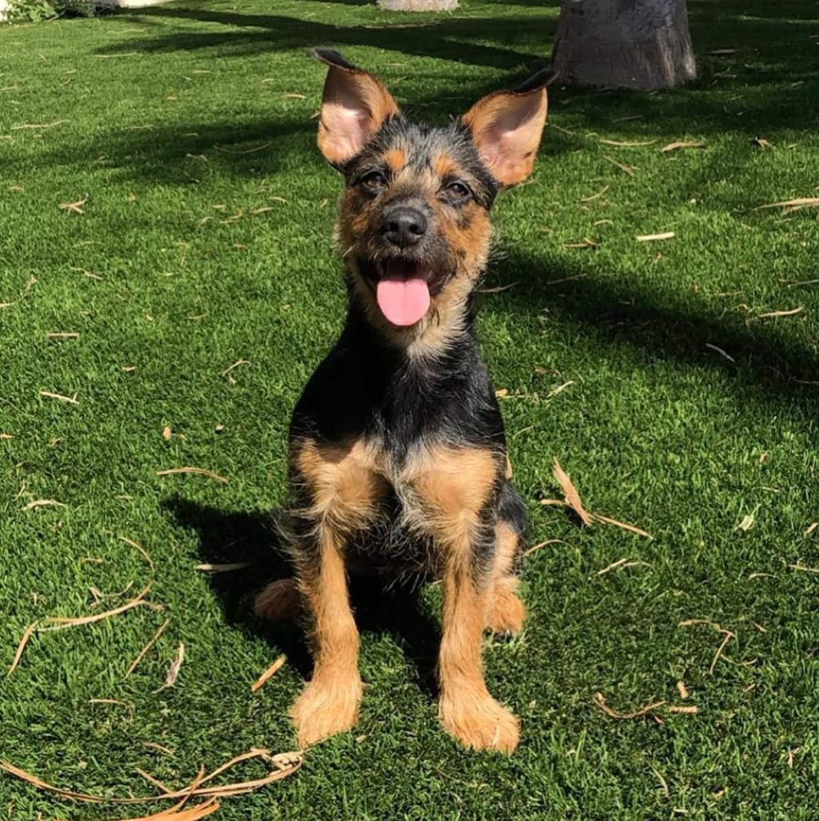 Yorkie German Shepherd sitting in the park on grass