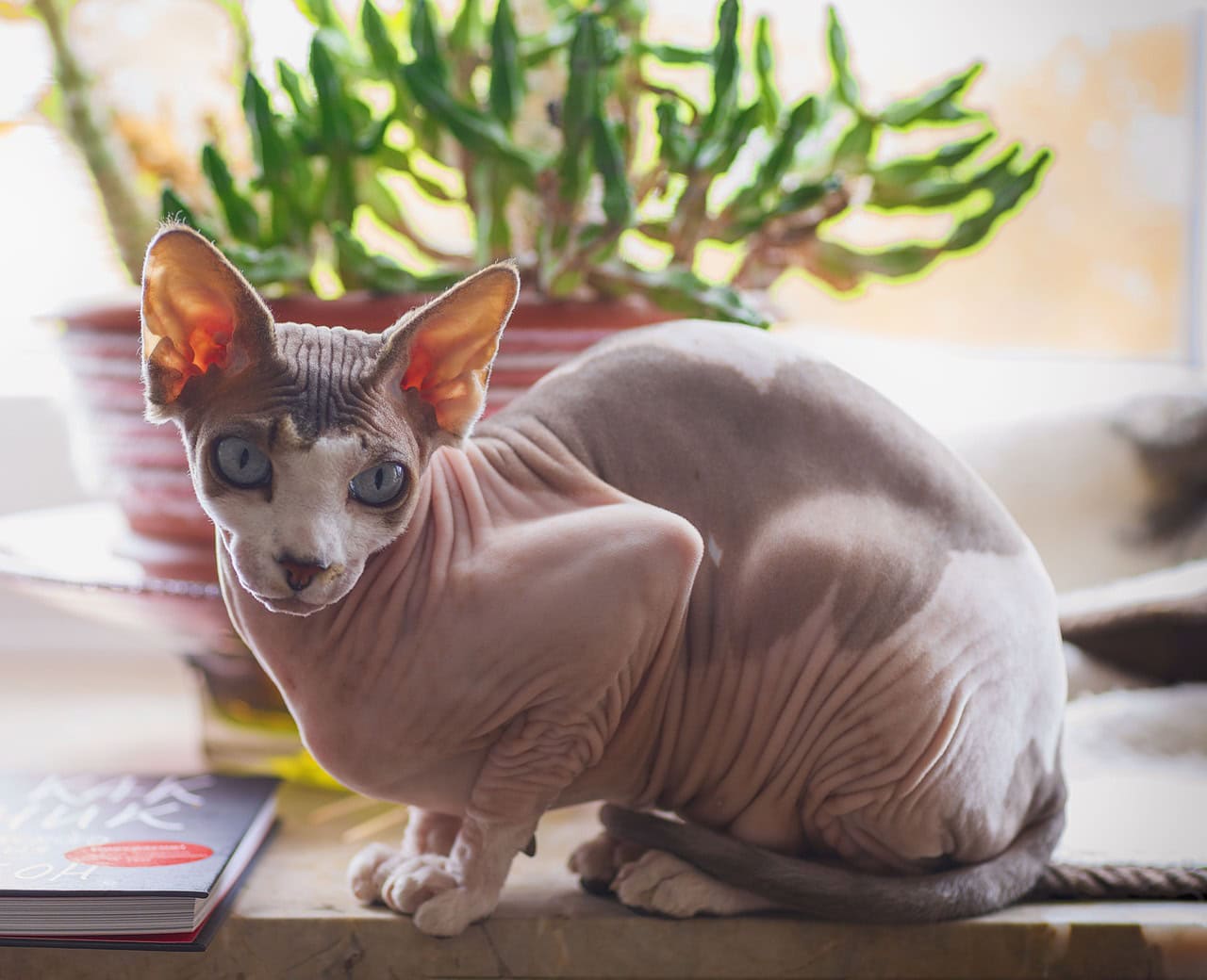 a sphynx cat on table