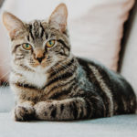 a tabby cat lying on couch