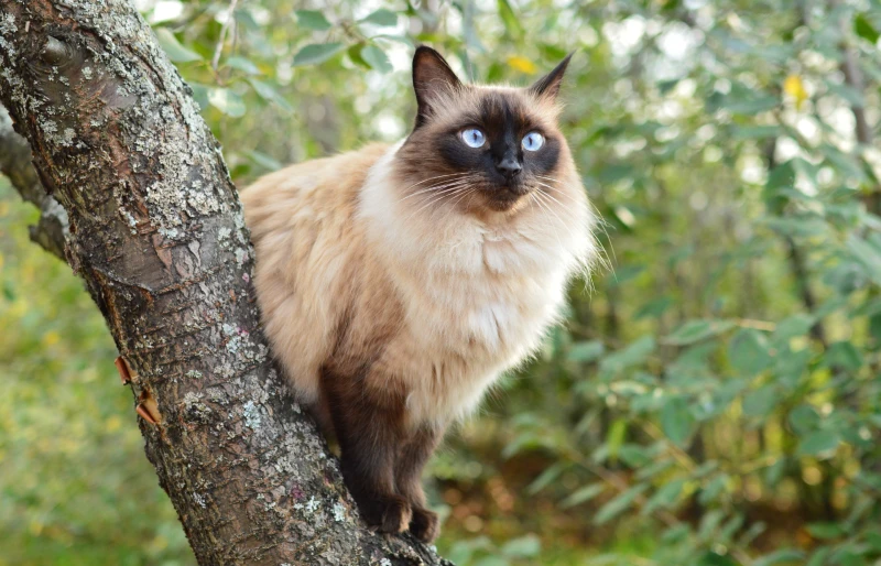 balinese cat sitting on a cherry tree in the garden