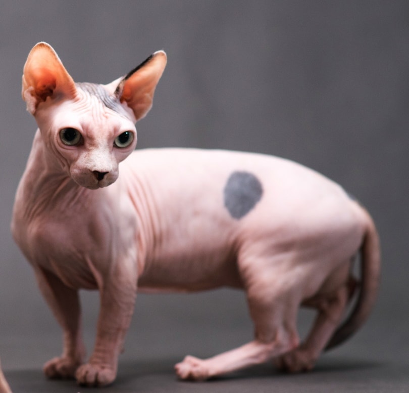 bambino cat standing