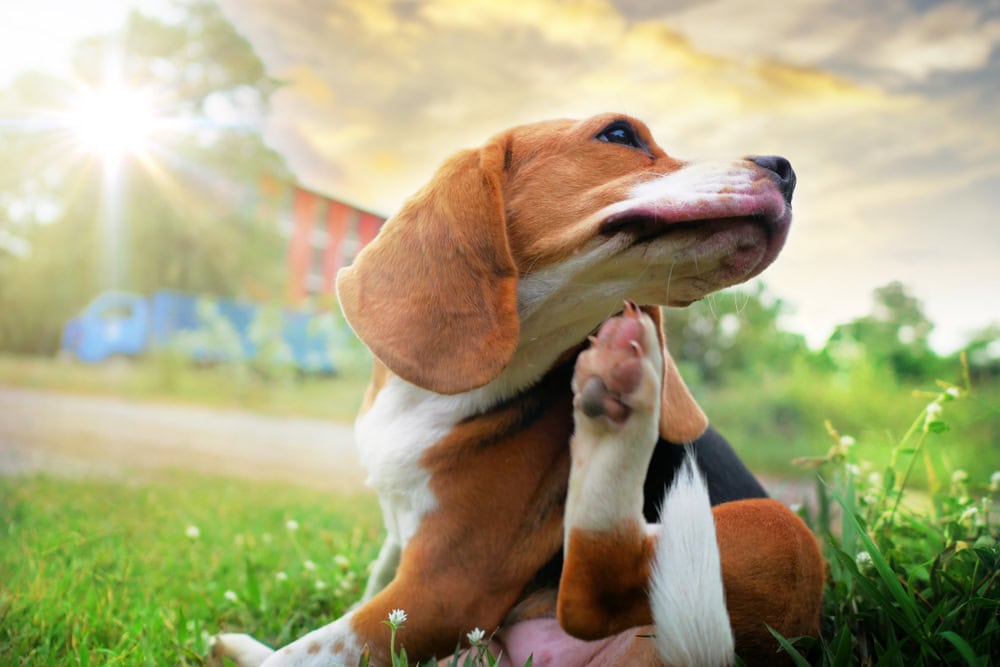 beagle dog scratching body