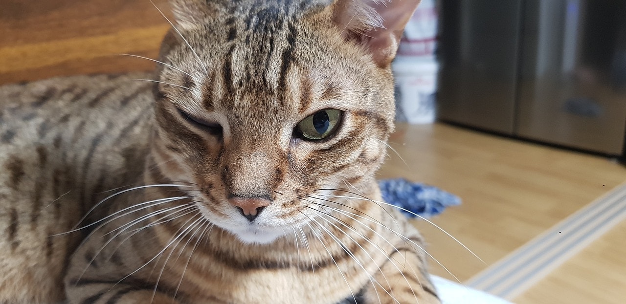 bengal cat winking