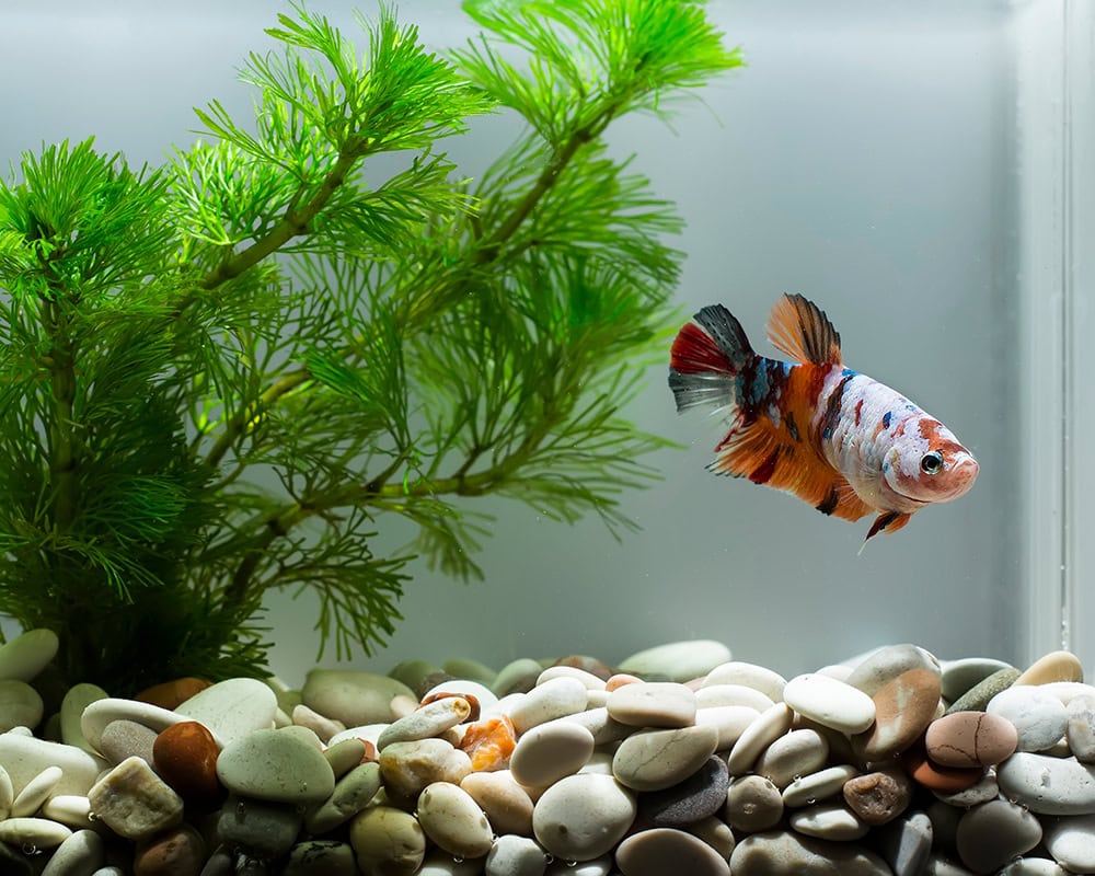 betta fish with tail bite