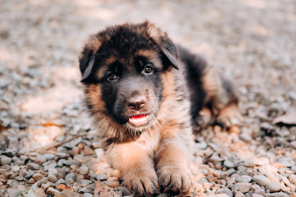 black and red German shepherd puppy