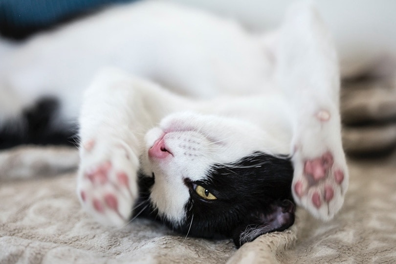 black and white cat lying its back on bed