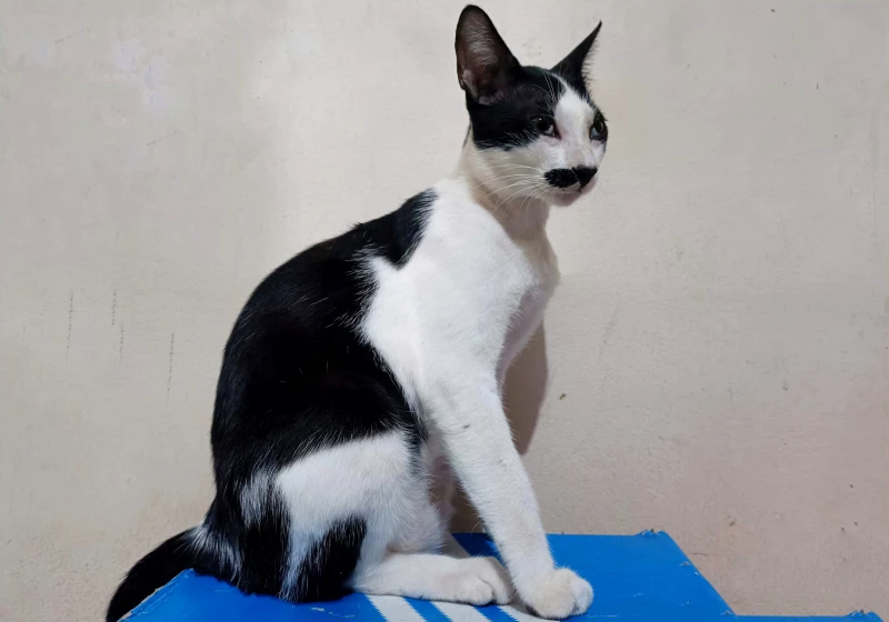 black and white oriental cat