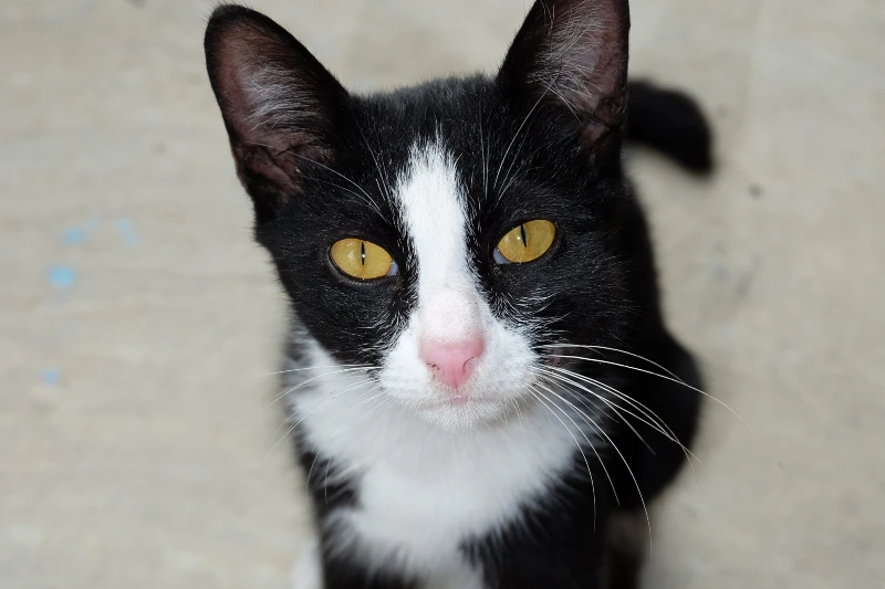 black and white tuxedo american wirehair kitten cat