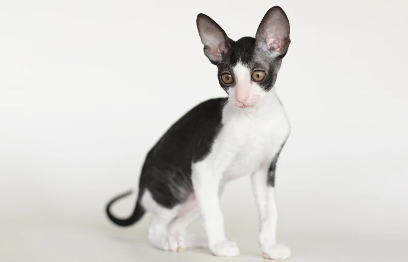 black and white tuxedo cornish rex cat kitten