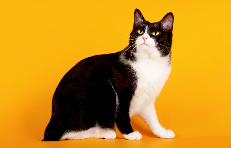 black and white tuxedo japanese bobtail cat on orange background