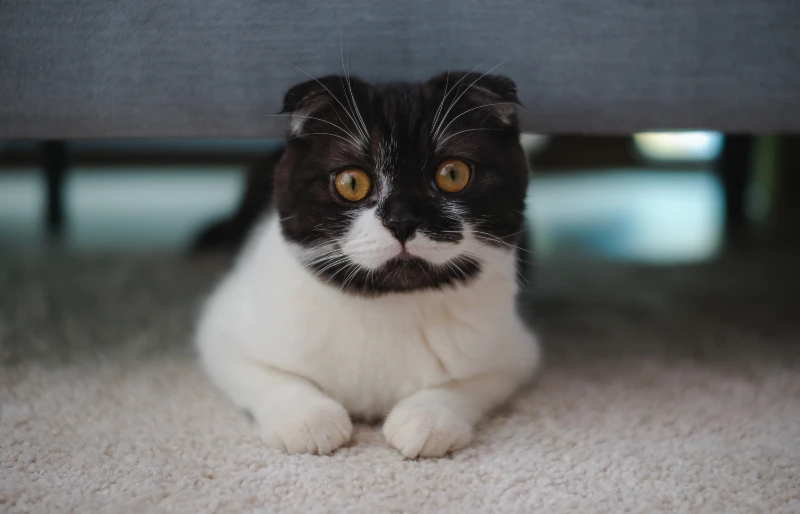 black and white tuxedo scottish fold cat crouching under the couch