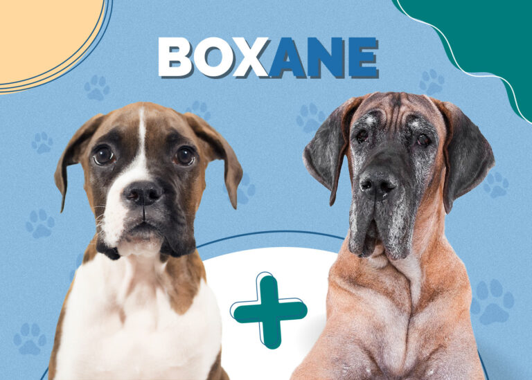 Boxane (Boxer & Great Dane Mix): Info, Pictures, Traits | Hepper Pet ...