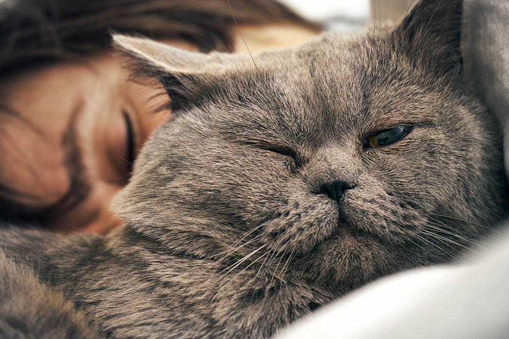 British shorthair cat sleeping near woman's head