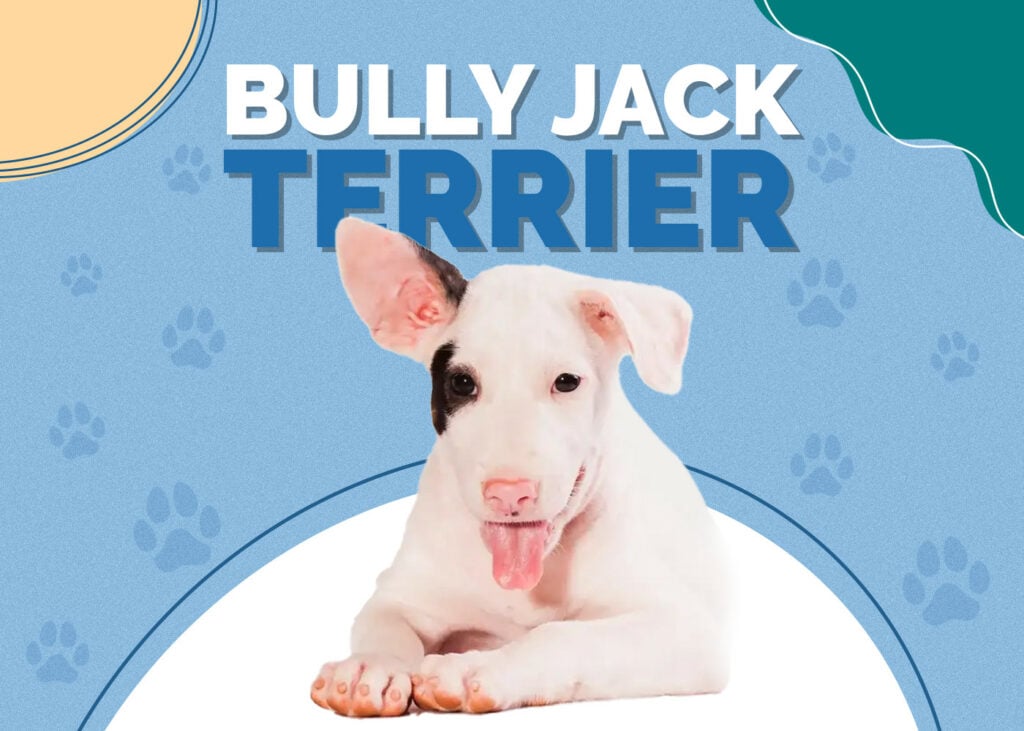 Bully Jack Terrier (Bull Terrier & Jack Russell Mix)