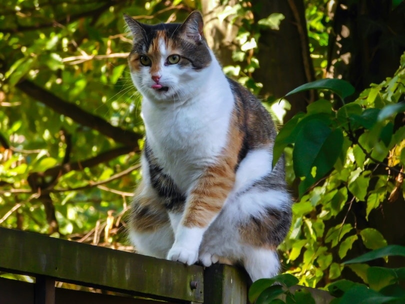 calico cat outdoor
